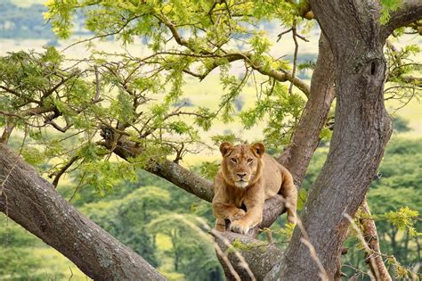 National Parks In Uganda Wildlife Tourism In Uganda