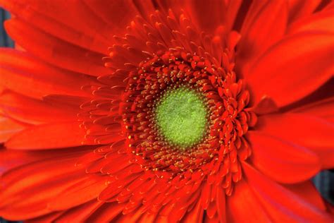 Close Up Of Orange Gerbera Daisy Photograph By Garry Gay Fine Art America