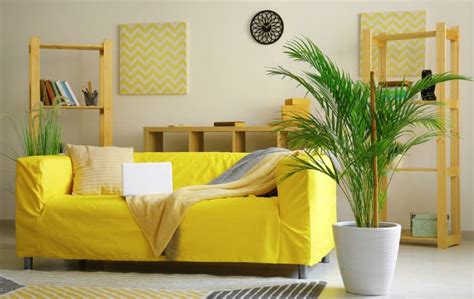 An advantage to using plants as noise blockers is that they absorb sounds best in the high frequencies that people find most annoying. Best Sound Absorbing Indoor Plants