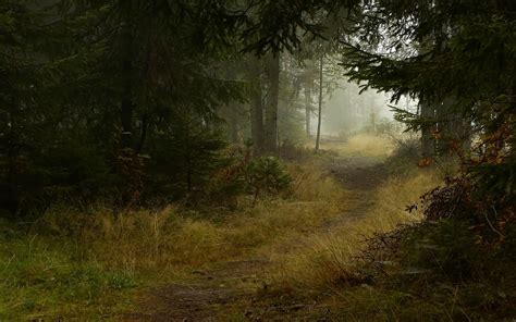 Forest Path Wallpaper 55 Images