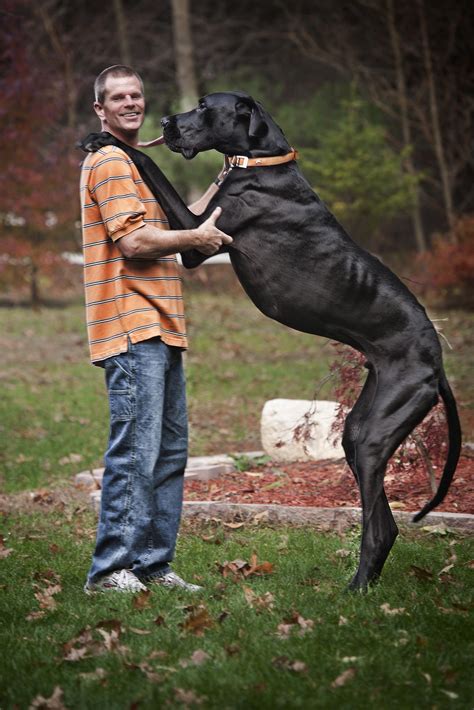 Zeus The Worlds Tallest Dog Ever Dies At Age Five Nbc