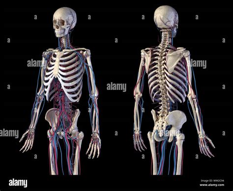 Anatomía Del Cuerpo Humano Ilustración 3d De Los Sistemas Esquelético
