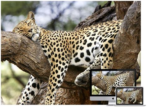 30 Amazing Wildlife And Animal Wallpapers
