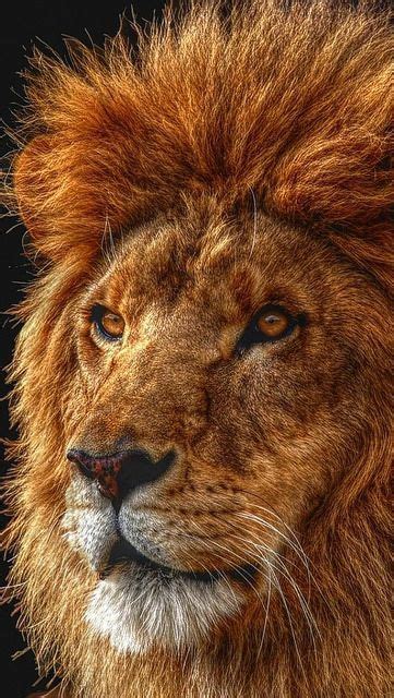 See more ideas about lions, wild cats, animals beautiful. lion_shadow_mane_eyes_king_of_beasts_predator_52250 ...