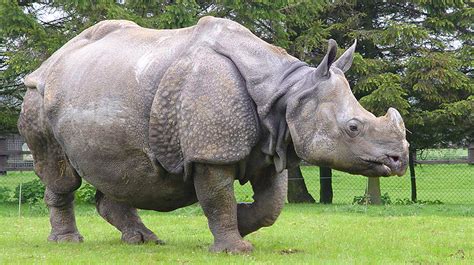 Greater One Horned Rhinoceros Zoological Society Of London Zsl