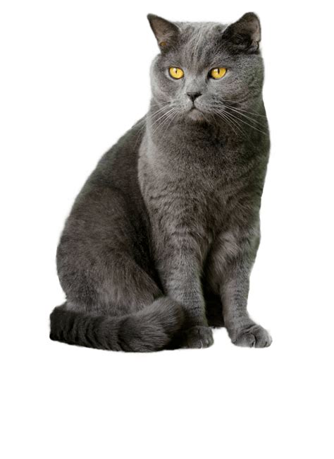 British Shorthair Cat Breed Information Uk Pets