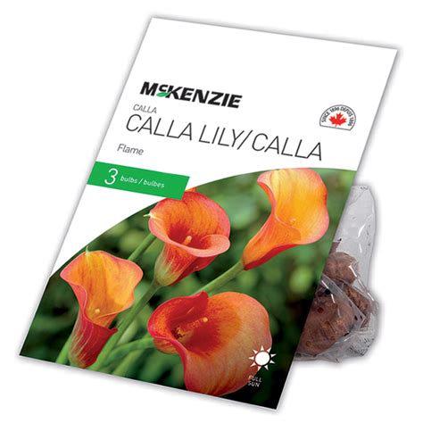 Calla Lily Flamme McKenzie 3 bulbes 14 à 16 cm orange 141059 RONA