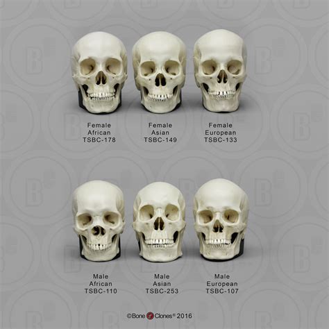 Human Male And Female Skulls African Asian And European Half Scale Set Bone Clones Inc