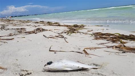 Red Tide Continues To Push Dead Fish Ashore In Sarasota Manatee