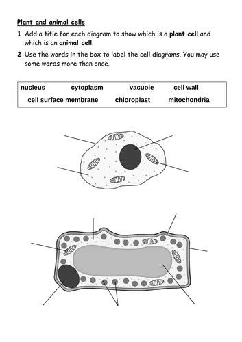 Animal And Plant Cell Labelling Worksheet Plant And A