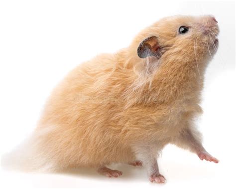 Cute Hamster Stock Image Image Of Back Cheerful Happiness 29296899