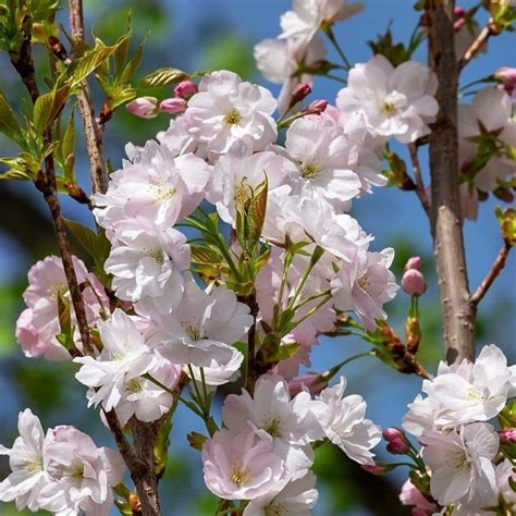 Flagpole Cherry Blossom Tree Prunus Amanogawa Roots Plants