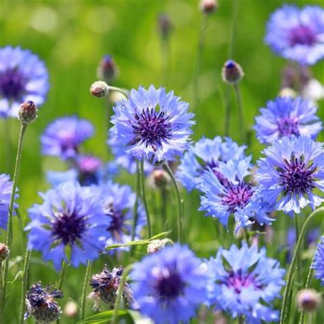 10 Stunning Annual Flowers That Bloom All Summer Long