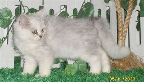 Pure Male And Female Chinchilla Kitten Cat For Sale