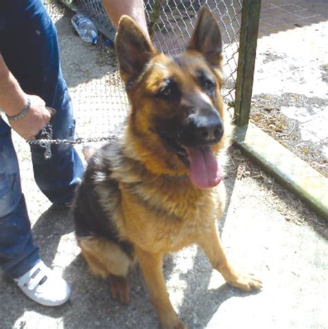 Gsre is backed up by a team of unpaid volunteers who strive to aid and promote responsible ownership of the breed. Urgent UK German Shepherd Rescue Dogs