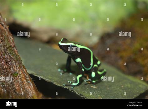 Three Striped Poison Dart Frog Epipedobates Tricolor Stock Photo Alamy