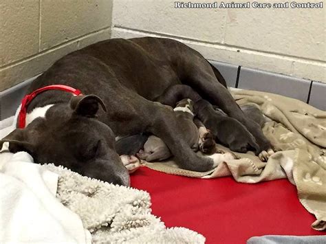 Pregnant Pit Bull Locked In A Dumpster Is Rescued Just Hours Before
