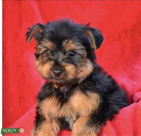 Ckc Purebred Yorkie Stud Stud Dog In Texas The United States Breed