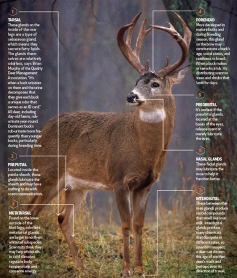 Deer Anatomy Lesson How Buck Scent Glands Really Work Whitetail