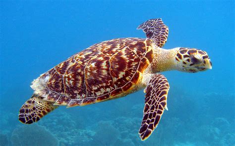 Filehawksbill Sea Turtle Noaa Wikimedia Commons