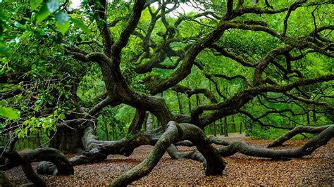 Angel Live Oak Tree South Carolina Branches Leaves Usa Park Hd