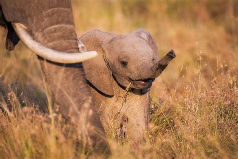 70 Baby Elephant Wallpaper