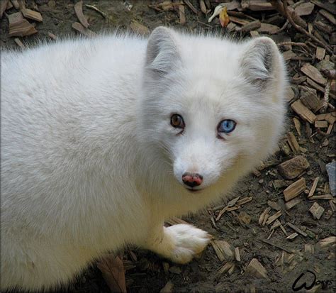 Arctic Fox Behind Blue Eye By Woxys On Deviantart