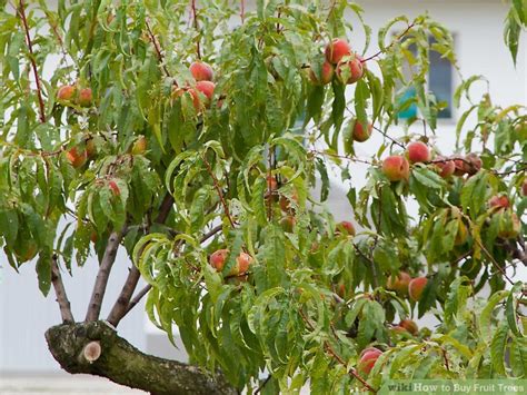 In spite of their resemblance to tomatoes, persimmons taste sweet and subtle. How to Buy Fruit Trees: 13 Steps (with Pictures) - wikiHow