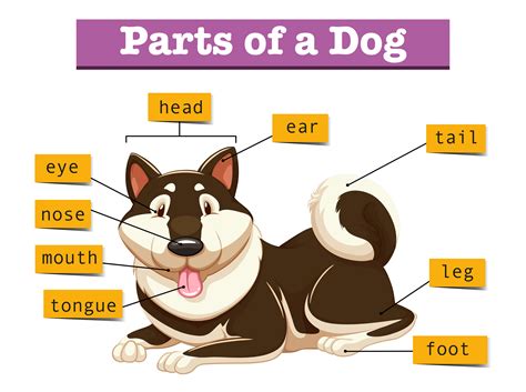 Diagram Showing Parts Of Dog 448023 Vector Art At Vecteezy