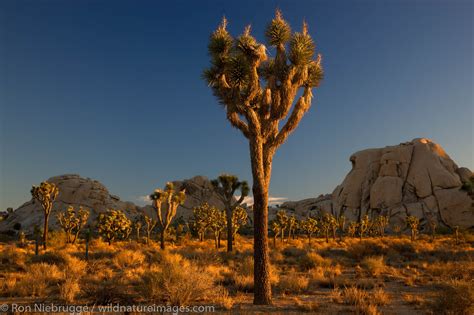 Sunset Joshua Tree National Park California Photos By Ron Niebrugge