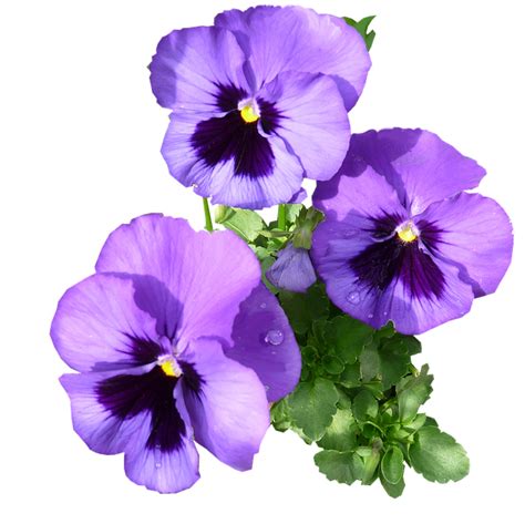 Pensamientos Púrpura Flores Foto Gratis En Pixabay Pixabay