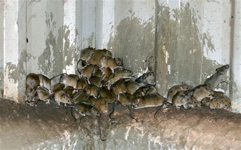 Rodents Pest Control In Canberra Precision Pest Control
