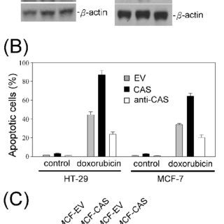 Doxorubicin Induced Apoptosis Is Enhanced By Cas Overexpression And