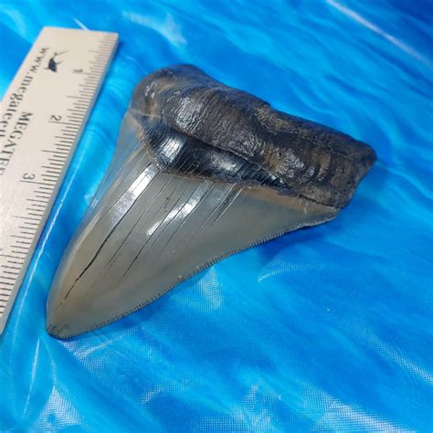 Top Quality Megalodon Shark Tooth · L1 440 L2 428 · Megateeth