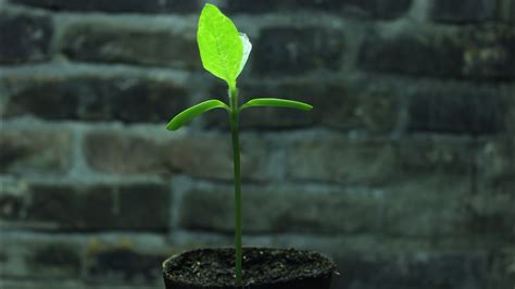 Time Lapse Of A Sunflower Sprouting Youtube