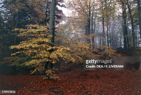 Casentino Forests National Park Stock Fotos Und Bilder Getty Images