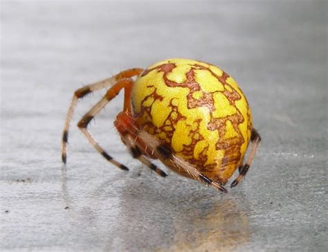 8x10 Print Marbled Orb Weaver Pumpkin Spider Prints Art And Collectibles