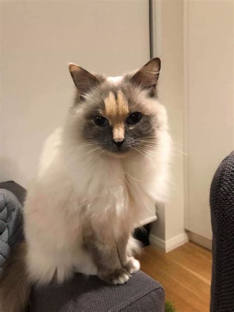 Australian Cat With Penis Shaped Marking Up For Adoption