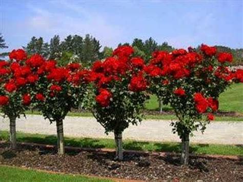 Maybe you would like to learn more about one of these? rose garden - YouTube