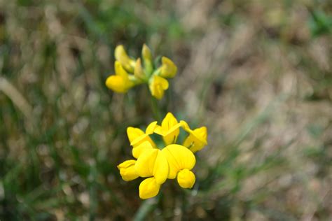 Check spelling or type a new query. Birdsfoot Trefoil is a broadleaf weed with bright yellow ...