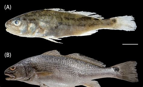 External Morphology Of The Red Drum Sciaenops Ocellatus A A Small