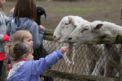 Petting Farm Lionels Farm