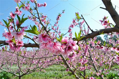 Apricot Tree Flowers Containing Apricot Tree And Flowers High