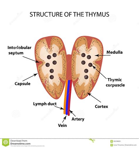 Thymus Gland Of Endocrine System Medical Science Vector Illustration
