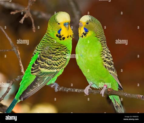 Green Budgies High Resolution Stock Photography And Images Alamy