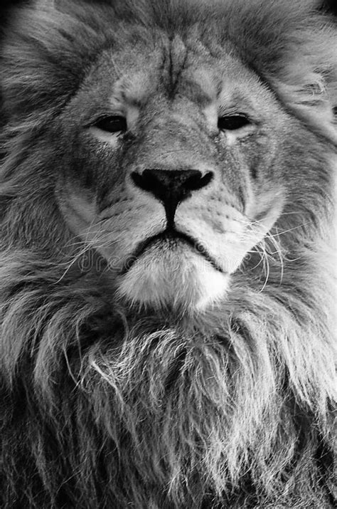 A Beautiful Portrait Of A Majestic Lion Against The Background Of