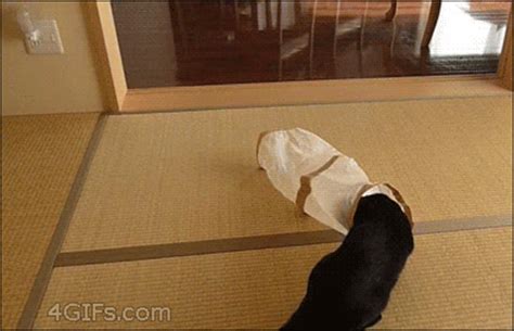 funny cat gifs   cool funny