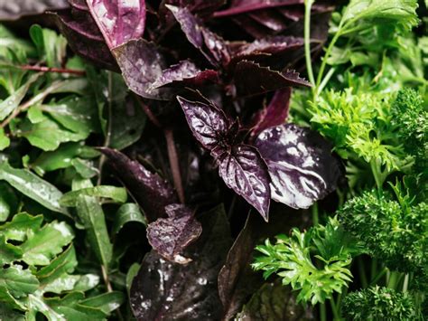 Ultimate Guide To Purple Basil Growing And Using It