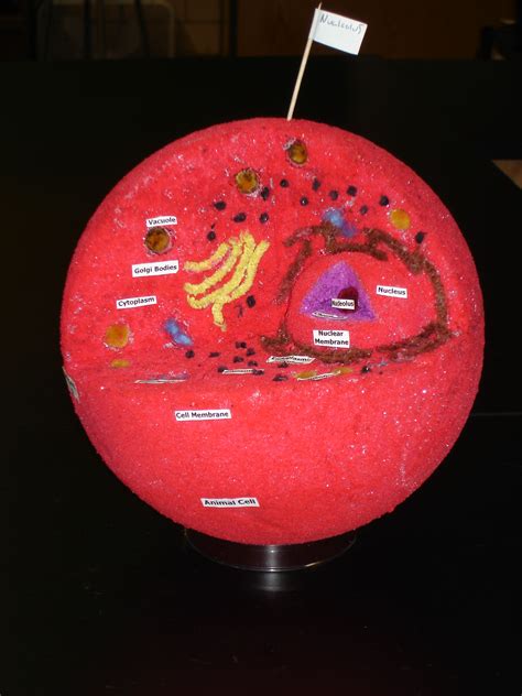 Animal Cell From Styrofoam Ball Circa 2006 Or Before Cell Model