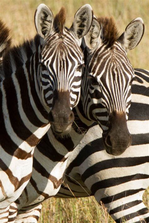 2013 03 16 Tanzania Serengeti 1 Am Safari Drive 18 Zebras
